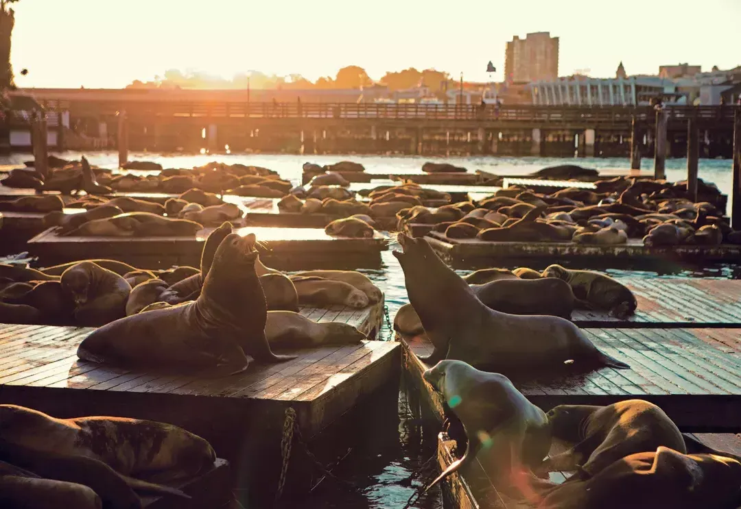 Leões marinhos descansam na doca K do PIER 39 ao pôr do sol